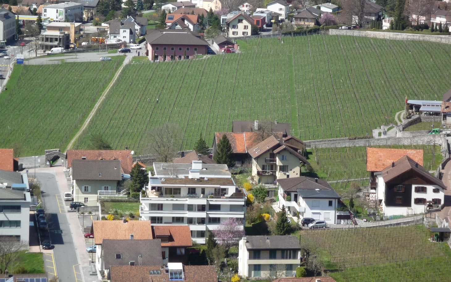 The Herawingert - the largest vineyard in Liechtenstein.